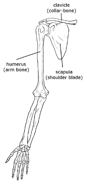 Upper limb (hand, forearm, arm), shoulder blade, collar-bone