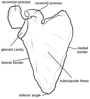 Scapula: acromion process, coracoid process, glenoid cavity, subscapular fossa