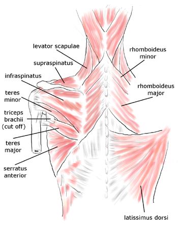 Rotator cuff and periscapular muscles: deltoideus, infraspinatus, latissimus dorsi, levator scapulae, rhomboideus minor, rhomboideus major, serratus anterior, supraspinatus, teres minor, teres major, triceps brachii