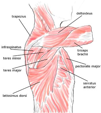 Rotator cuff and periscapular muscles: deltoideus, infraspinatus, latissimus dorsi, pectoralis minor, pectoralis major, serratus anterior, teres minor, teres major, trapezius, triceps brachii