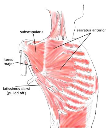 Rotator cuff and periscapular muscles: latissimus dorsi, serratus anterior, subscapularis, teres major