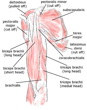 Shoulder and rotator cuff muscles: biceps brachii, brachialis, coracobrachialis, deltoideus, latissimus dorsi, pectoralis minor, pectoralis major, subscapularis, teres minor, teres major, triceps brachii