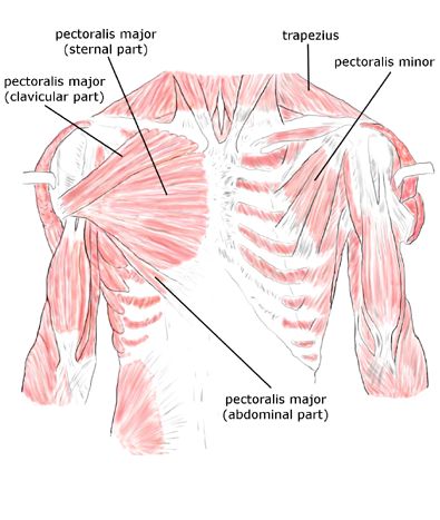 Periscapular muscles: pectoralis major (abdominal part), pectoralis major (clavicular part), pectoralis major (sternal part), pectoralis minor, trapezius